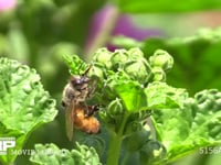 セイヨウミツバチ 体についた花粉をぬぐう