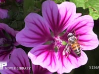 セイヨウミツバチ ゼニアオイの花の蜜と花粉を集める