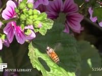 セイヨウミツバチ ゼニアオイの花の蜜と花粉を集める