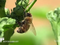 セイヨウミツバチ 体についた花粉をぬぐう