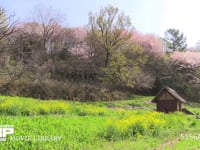 里山 菜の花と桜の里山風景