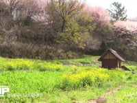里山 菜の花と桜の里山風景