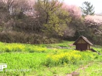 里山 菜の花と桜の里山風景