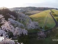 空撮　春の湖畔付近の桜並木 DJI Phatom2 vision+による空撮映像　720p 60fps