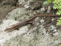 ニホンカナヘビ 7月11日