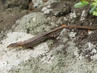 ニホンカナヘビ 7月11日