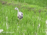 アオサギ 水田を歩き回りオタマジャクシを捕えて食べる