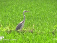 アオサギ 警戒して鳴き飛び立つ