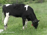 ウシ ホルスタイン種　草を食べる