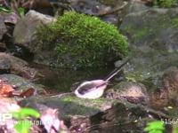 エナガ 幼鳥　水浴びをする