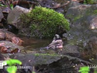 エナガ 水浴びをする