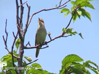 オオヨシキリ 木の枝でさえずる