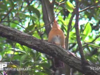 ガビチョウ 木の枝でさえずる　外来種　1980年頃から各地に広がる