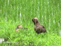 カルガモ 水田の畦で羽づくろい