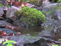 キビタキ♀♂ キビタキ♀と♂が仲良く水浴びをする