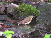 コルリ♀ 水浴びをする