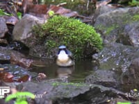 コルリ♂ 水浴びをする若♂