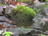 コサメビタキ 水浴びをする