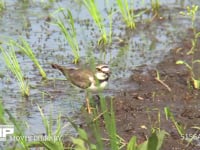 コチドリ 水田でミミズなどの小動物を食べる