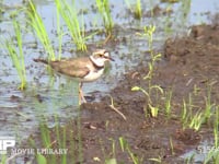 コチドリ 水田で脚を振るわせ小動物を追い出して食べる