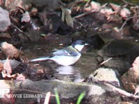 シジュウカラ 水浴びをする