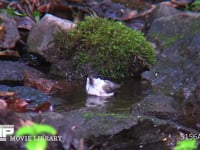 コガラ 水浴びをする