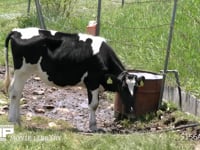 ウシ ホルスタイン種　水を飲む