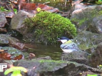 シジュウカラ/メジロ/コサメビタキ シジュウカラの水浴びにメジロとコサメビタキがやってくる