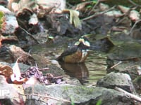 ヤマガラ 水浴びをする