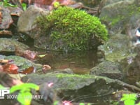 ヒガラ 水浴びする