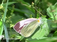 スジグロシロチョウ♀ 葉にとまり羽を広げる