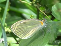 スジグロシロチョウ♀ 葉にとまる