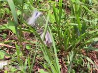 スジグロシロチョウ♀ 地上で交尾する