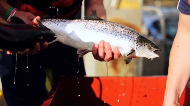 Scottish Sea Farms - Customer Success Story (David Anderson - Head of IT)