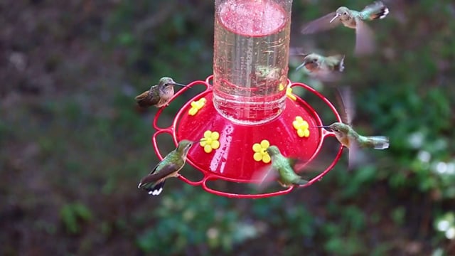 My Turn, No It's My Mine! Hummingbirds Feeding Frenzy