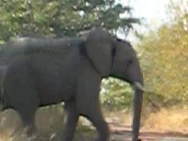 Safari Elephant Stampede