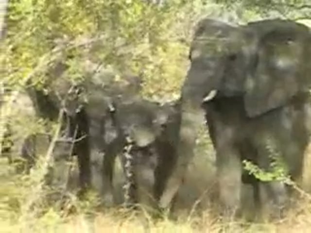 Mad Mother Elephant