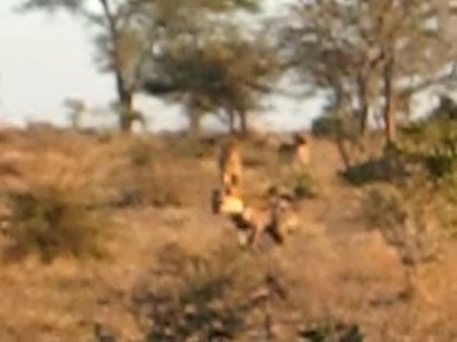 Lions Chasing Hyena