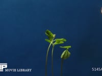 植物の向光性（枝豆） インターバル　1分間隔