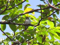 エゾビタキ クルミの木にとまる