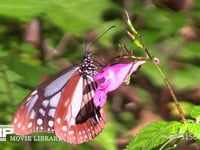 アサギマダラ♂ ツリフネソウの花にとまり蜜を吸う