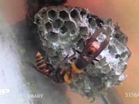 オオスズメバチ フタモンアシナガバチの巣を襲い、幼虫を引き出して巣に運ぶ