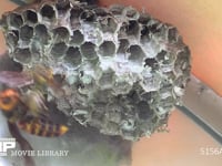 オオスズメバチ フタモンアシナガバチの巣を襲う。働きバチを追い払う