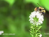 クロマルハナバチ♂ サラシナショウマの花にとまり蜜を舐める