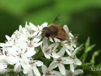 ナミハナアブ サラシナショウマの花にとまり蜜を舐める