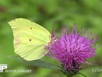 スジボソヤマキチョウ♂ アザミの花にとまり蜜を吸う