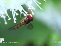 ホソヒラタアブ シモバシラの花にとまり蜜を舐める。スローモーション撮影