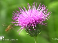 ホソヒラタアブ アザミの花に訪れる