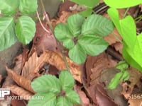 ニホントカゲ 地上を歩き餌を探す