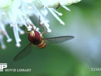ホソヒラタアブ シモバシラの花にとまり蜜を舐める。スローモーション撮影